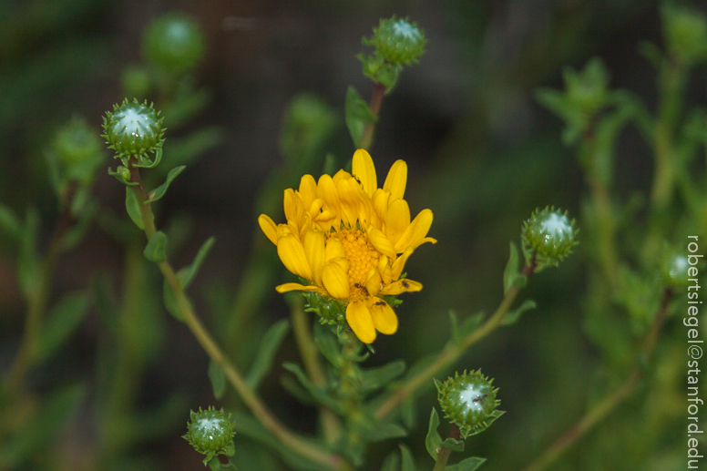 grindelia